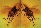 Detailed Fossil Fly (Diptera) In Baltic Amber #105467-1